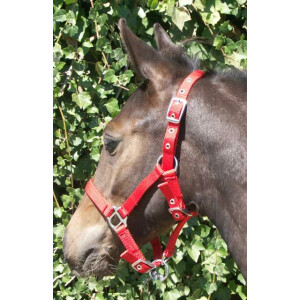 Foal Halter threefold adjustable, red