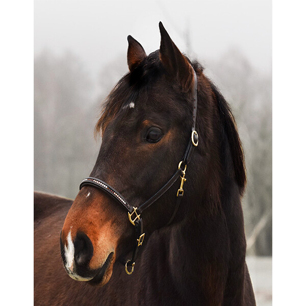 Leather halter "Noble Shine" Pony